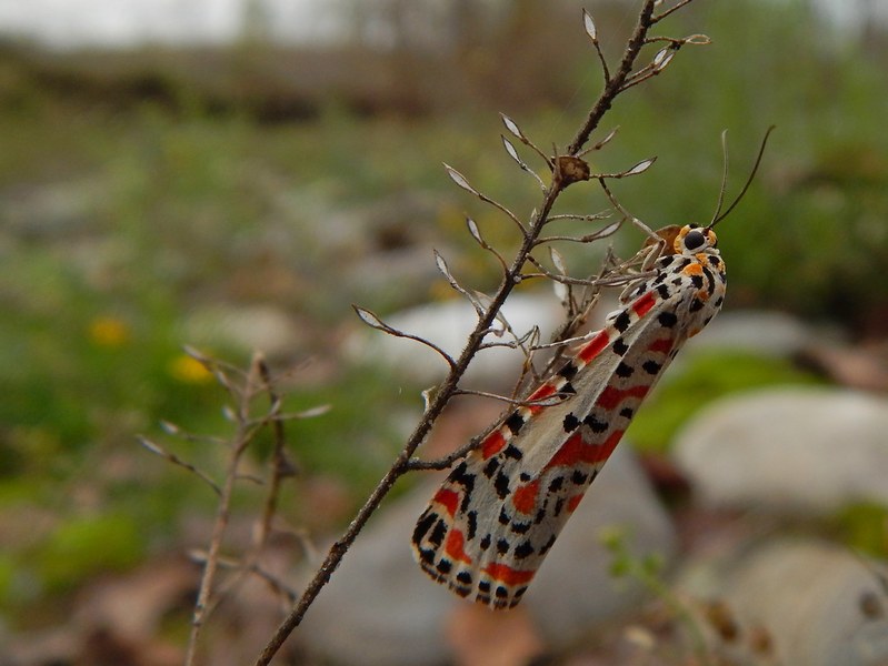 Utetheisa pulchella